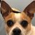 Ave Horowitz's profile image
