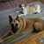 Diane N Bob Banas's profile image