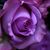 Vicky Hunt Miller's profile image