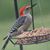 Sheri Plowman's profile image