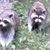 Michaelene K Witham McWilliams's profile image