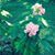 Susie Morris's profile image