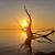 Suzanne Fondren Bush's profile image