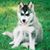 Tim Krise's profile image