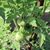 Carol Merrill's profile image