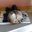 Jennifer Stebbins's profile image
