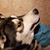 Carol Whittington's profile image