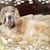 Renee Tackett's profile image