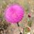 Davedra Ekhead's profile image