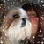 Susan Marino's profile image