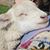 Susan Mayfield's profile image