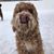 Sarah Van Dyke-Dass's profile image