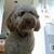 Kim Levine Battaglia's profile image