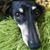 Abner Balsells's profile image