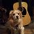 Ruffels Dixon's profile image