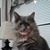 Jo-Ann Kenney's profile image