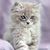 Carrie LeAnn Johnson's profile image