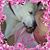 Suzann Swann Welch's profile image