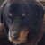 Faith Sykes West's profile image