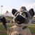 Pancho Lemur's profile image