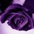 Irma Dixon-Ward's profile image