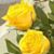 Angeles Palazuelos's profile image