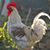 Debbie Locklear's profile image