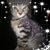 Bridget Canty's profile image