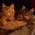 Debbie Hattal Quinn's profile image