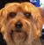 Kristi Shefton's profile image