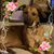 Jeanie Marie- Reed- DeBoer's profile image