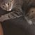 Carol Boster Leitermann's profile image