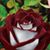 Bonnie Benson's profile image