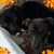 Lori Gianetto Bare's profile image