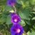 Amelia Hopgood's profile image