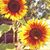 Kelley James Magestro's profile image