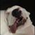 Jean Marcel Scarsetto's profile image
