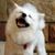 Cindy Cornett Seigle's profile image