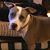 Donna Gasbarro's profile image