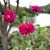 Erin Ostergard's profile image