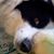 Amy Hahn's profile image