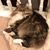 Sara Smithee's profile image