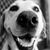 Paula Goddard Littlechild's profile image