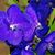 Jane Martello's profile image