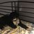 Nico Neishea Smith's profile image