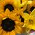 Deborah Cookingham Johnson's profile image