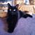 Sherrie Laughman's profile image