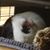 Sherill Mullins's profile image
