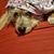 Amanda McAtee's profile image