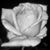 Katharine Denise Stewart's profile image